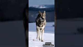 Majestic Snow Black Wolf: Rare Footage of the Mighty Male in His Natural Habitat!