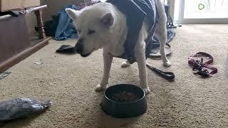 Blind Husky Dog has a very unique way of eating