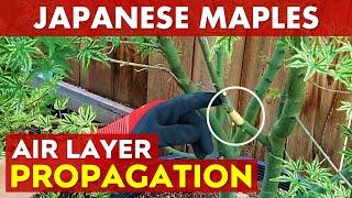 Air Layering Japanese Maple Trees | Easy Maple Propagation