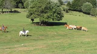 Cattle Drive in Aubrac