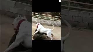 Cane corso vs Dogo Argentino Dogs behavior and body language #dog   #ytshorts #shorts #trending