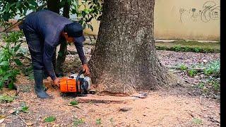 disaster anticipation..‼️cutting trees risks falling on houses during bad weather