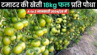 टमाटर की खेतीtamatar ki khetiA to Z जानकारी‍Plantation to Harvesting Step by Step guide 2024 में