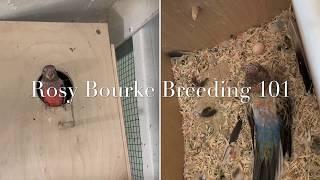 Bourke Parakeets how to breed 101