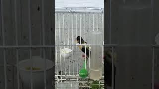 غناء الكناري،تغريد الكناري،تربية طيور الكناري،الكناري لا يغرد،كناري هائج،chant canari,كناري