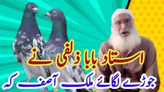 Baba zulfi se Jude lagwanye Aaye || Teddy king pigeon || malik Asif pigeon