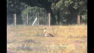 Great Bustard (Otis Tarda), Stortrappe