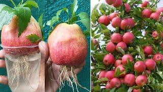 How to grow apple tree at home,, how to grow apple tree cutting by potato with water