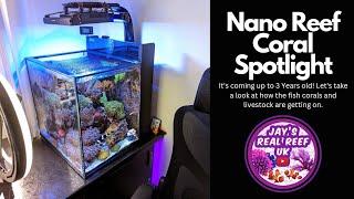 Nano Reef Aquarium - Coral Spotlight 