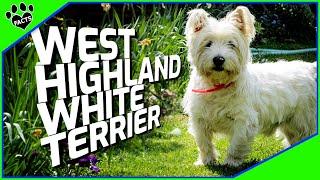 West Highland White Terrier Dog Facts - Dogs 101