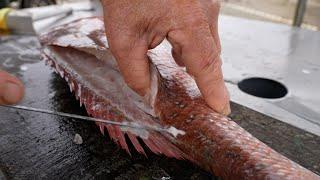 Seamless Snapper Slicing: Your Step-by-Step Guide to Masterful Fish Filleting