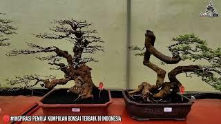 #Kumpulan Bonsai Terbaik Di Indonesia, Inspirasi Bonsai Terbaik Di Indonesia Untuk Pemula Part4