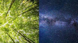 Are There More Trees Than Stars?