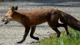 Wild red fox running & walking on trail