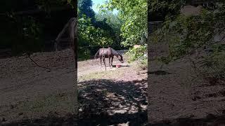 finding peace with horses