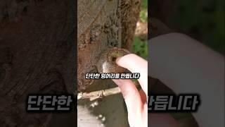 나무가 만들어낸 희귀 보석, 트리 펄의 비밀