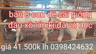 bán bầy dê giống đầu xô đã ghép nọc 8 con giá 41.500k lh 0398424632