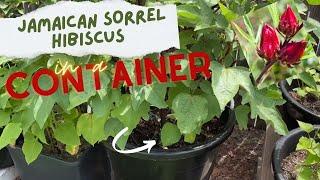 Watch This Before You  Plant Jamaican Sorrel Hibiscus in a Container