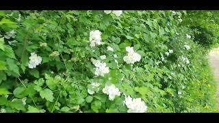 #숲에서한나절 #찔레꽃 #만발 #뒷산가는길 #청평 #찔레꽃향기