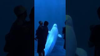 인생처음 아쿠아리움 벨루가 #아기 #육아 #20개월아기 #벨루가 #아쿠아리움