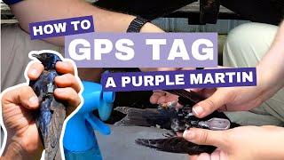 How to GPS tag a Purple Martin