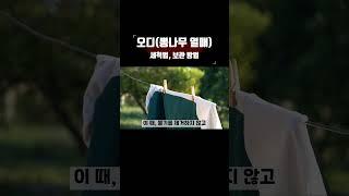 오디 씻을 때, 보관할 때 주의하세요