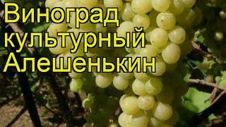 Виноград культурный Алешенькин. Краткий обзор, описание характеристик, где купить саженцы Aleshenkin