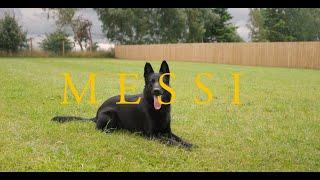 Messi the German Shepherd- Family Protection Dog