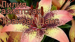 Лилия азиатская (lilium asiatic tribal dance)  азиатская лилия обзор: как сажать, луковицы лилии