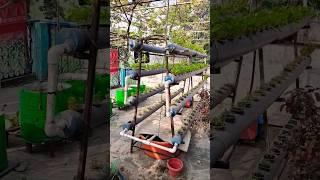 Hydroponics system on terrace garden #shorts #hydroponics