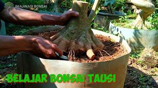 INSPIRASI PROGRAM BONSAI TAUSI cocok untuk pemula