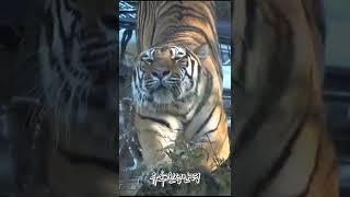 백두대간수목원 호랑이 태범  태범이 쭉쭉이 (잠깨는 호랑이) #무궁, #태범, korea tiger #shorts