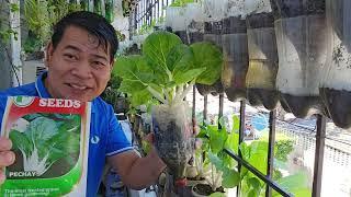 15-days old na tanim kong Pechay sa mga bote ng softdrinks sa terrace ng aming bahay sa Paco, Manila