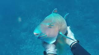 Spearfishing Parrot Fish Northern NSW