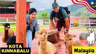 Cute encounter with Alpacas A day trip around Kota kinnabalu  Tamil couple travel vlogs #tamil