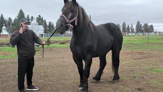 ⭐ШИКАРНА ПЕРШЕРОНКА ХЕЙЛІ /PERCHERON HORSE ⭐