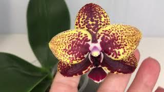 Phal Zhen Min Anaconda. Орхидея Анаконда.  Первое цветение.