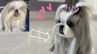 Goodbye to my beautiful hair !!! shihtzu grooming  World´s most beautiful shihtzu!