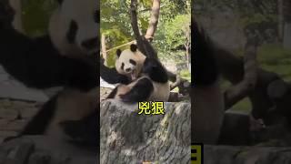 百變福寶，十秒五種情緒表情#大熊貓#熊貓#貓熊#panda #판다 #熊貓愛Panda#搞笑 #有趣#funnypanda #panda #푸바오 #fubao #福寶#福宝