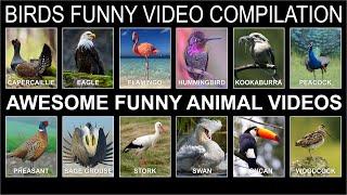 BIRDS FUNNY VIDEO COMPILATION