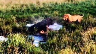 Young male lion quickly realises how powerful a buffalo bull is