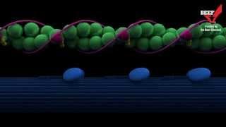 Beef Muscle Contraction and Relaxation