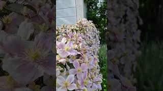 Beautiful Clematis Blossom