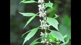DIY Herbs: Motherwort