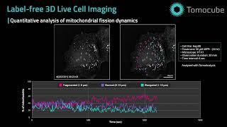 Quantitative Analysis of Mitochondrial Fission