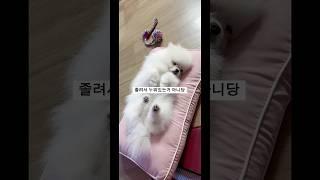 발바닥 만진다고 집사OUT   #포메라니안 #제니로그 #강아지일상 #포메 #댕댕이 #강아지쇼츠  #귀염뽀짝 #반려견일상 #petshorts  #pomeranian  #오늘의웃긴일상