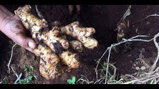 Growing Ginger in Zone 6🫚  #fingerlakes #ginger #foodasmedicine #gardening