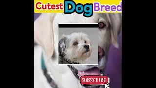 Top 10 cutest dog breeds |Cutest dog breeds|Labrador retriever|Golden retriever|#shorts #shortsvideo