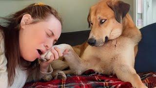 You'll be Rolling on The Floor Laughing At These Funny Dogs  Funny Dog Videos 2024