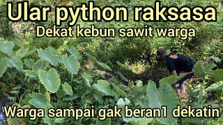 ASTAG4 ULAR PYTHON TERBESAR DI RIAU DEKAT PERKEBUNAN SAWIT SAMPAI WARGA GAK BERAN1 PEGANG